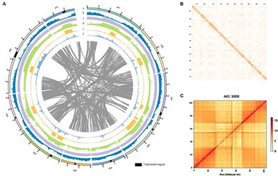 A Chromosome Level Genome Assembly of a Winter Turnip Rape (Brassica rapa L.) to Explore the Genetic Basis of Cold Tolerance